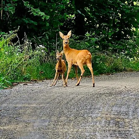 Bois Le Havre Du Sotrè Sauna Panoramique Jacuzzi 14 Personnes Et 2 Bébés Chalet *