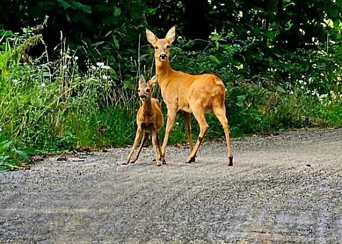 Bois Le Havre Du Sotre Sauna Panoramique Jacuzzi 14 Personnes Et 1 Bebe Horská chata *